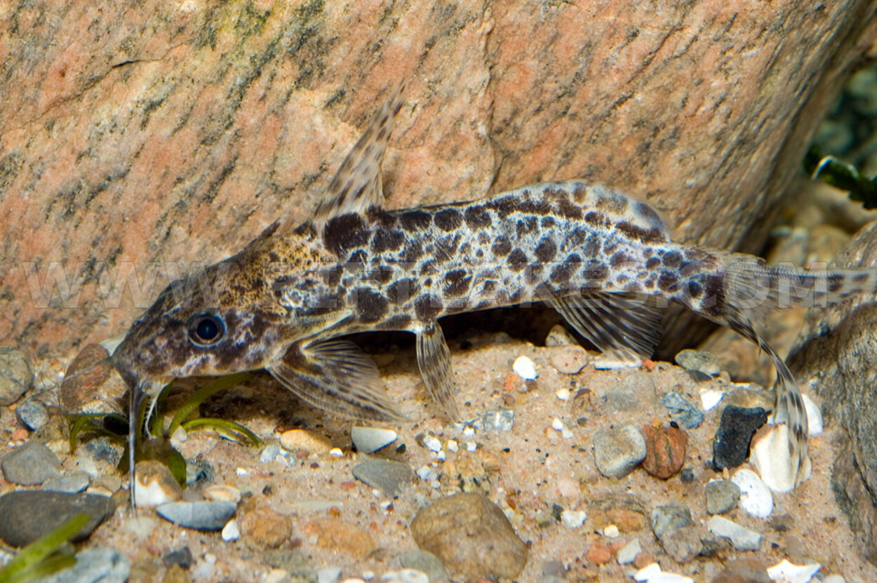 Synodontis camelopardalis