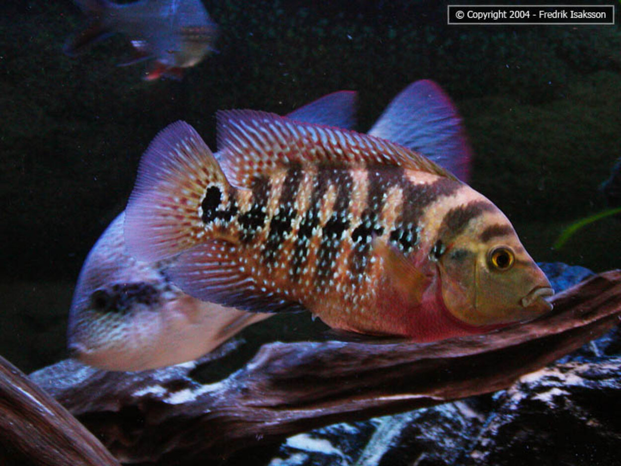 Flowerhorn