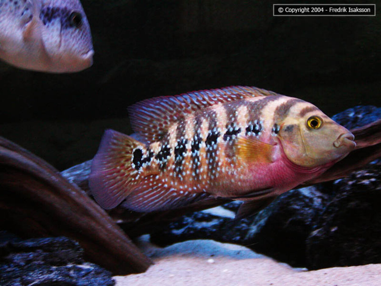 Flowerhorn