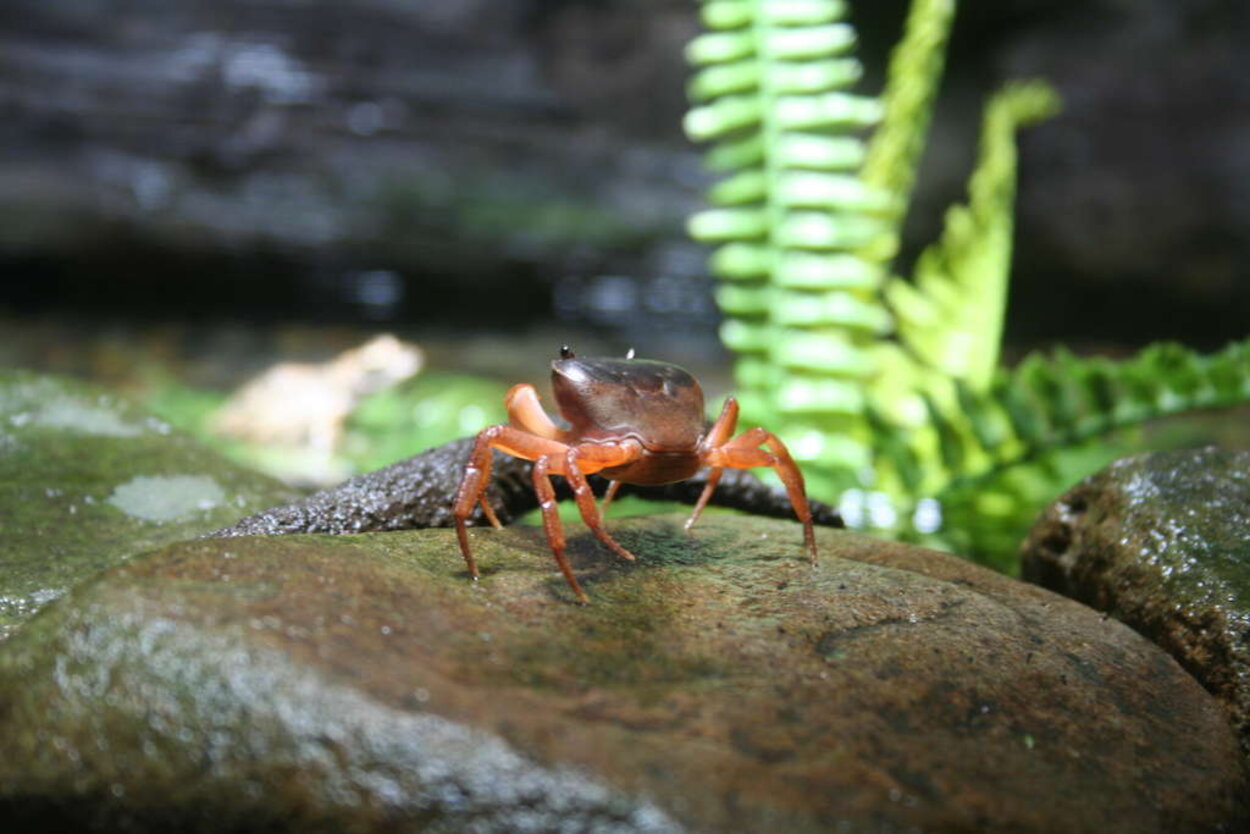 Akvariet i Gifu