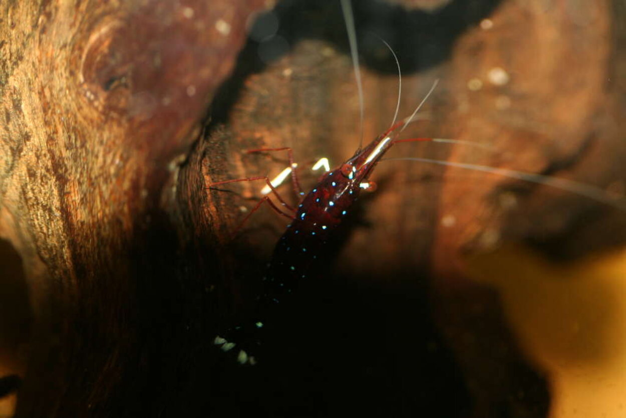 Sulawesiräka "Kardinal"