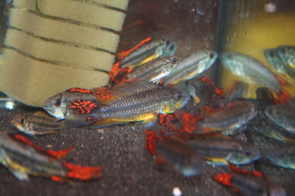 Apistogramma cacatuoides