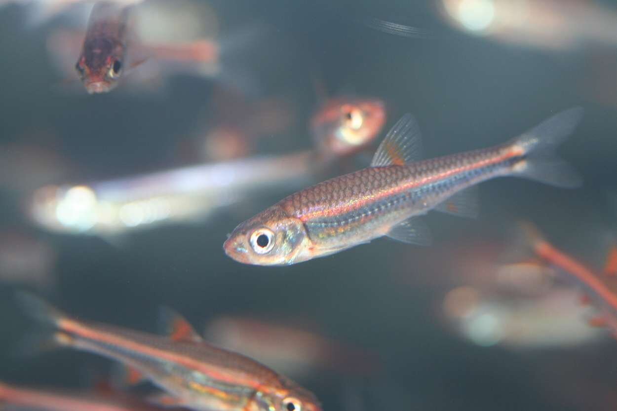 Notropis chrosomus