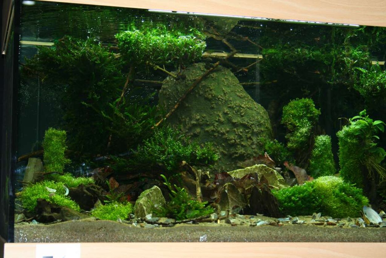 Mässan, Planted aquarium 2008