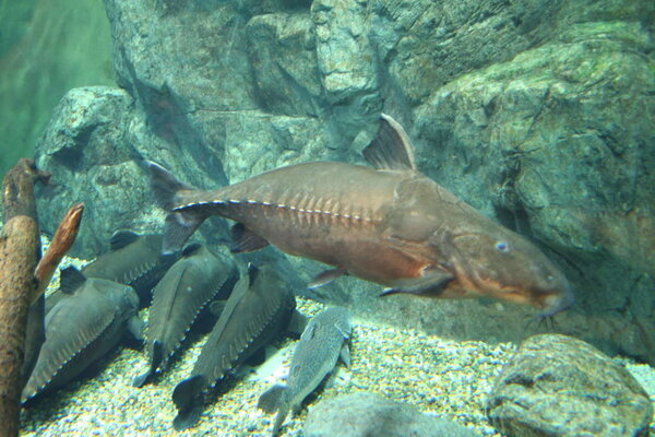 Akvariet i Gifu