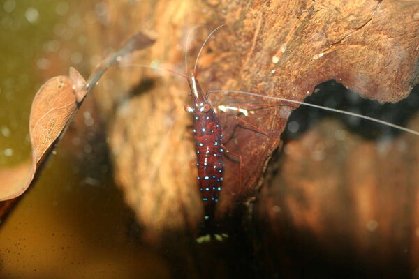 Sulawesiräka "Kardinal"