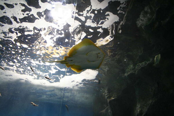 Akvariet i Nagoya