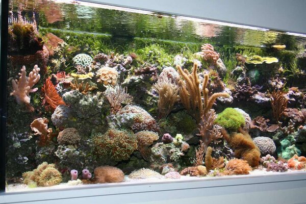 das aquarium