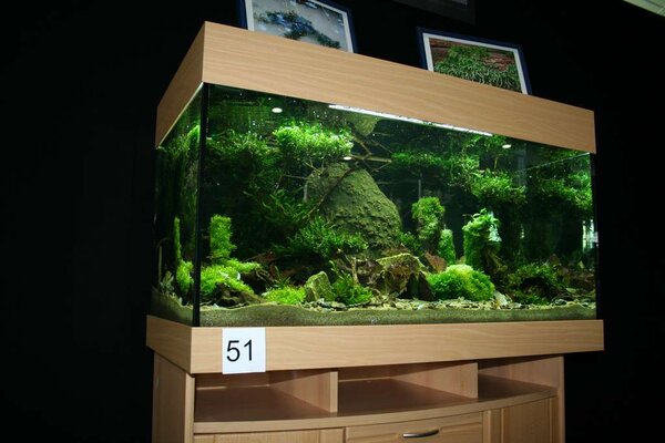 Mässan, Planted aquarium 2008