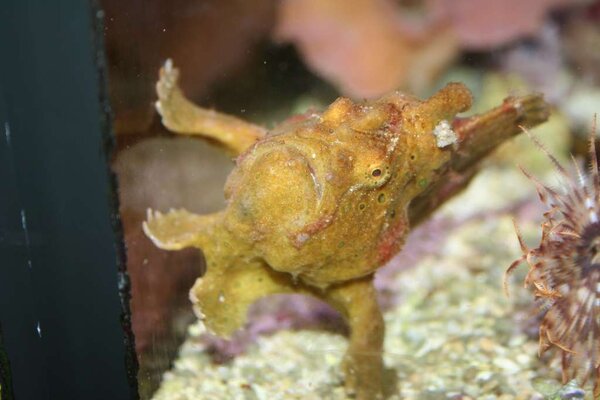 Aquarium Tonndorf