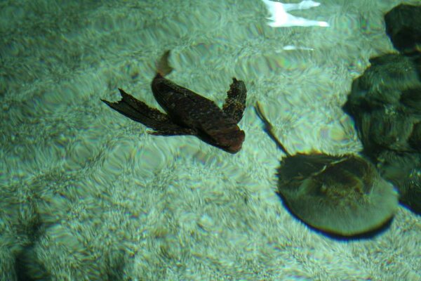 Hagenbecks Aquarium