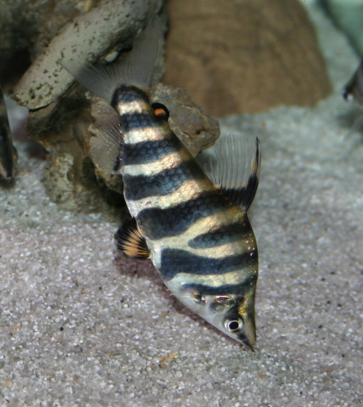 Abramites hypselonotus