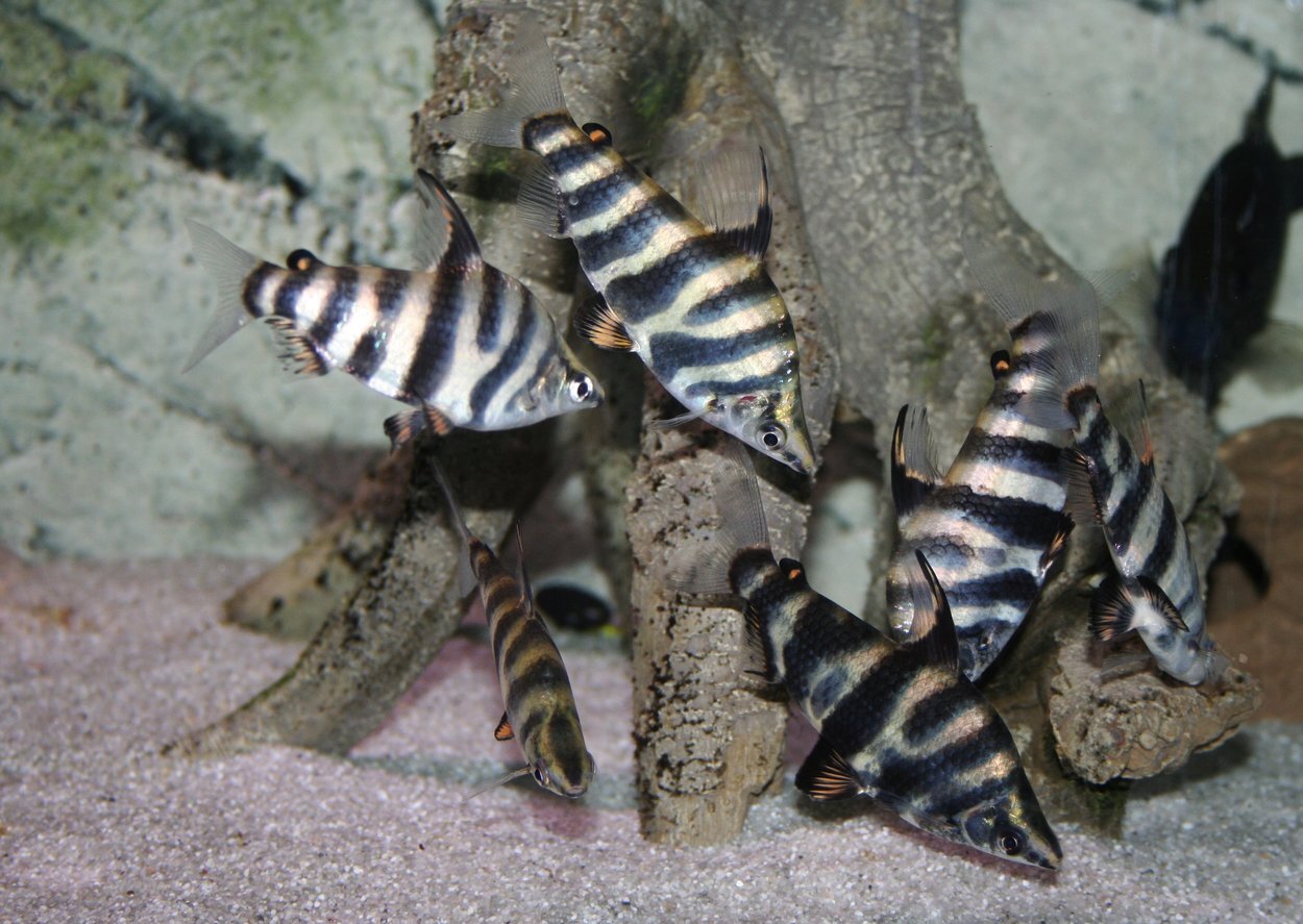 Abramites hypselonotus