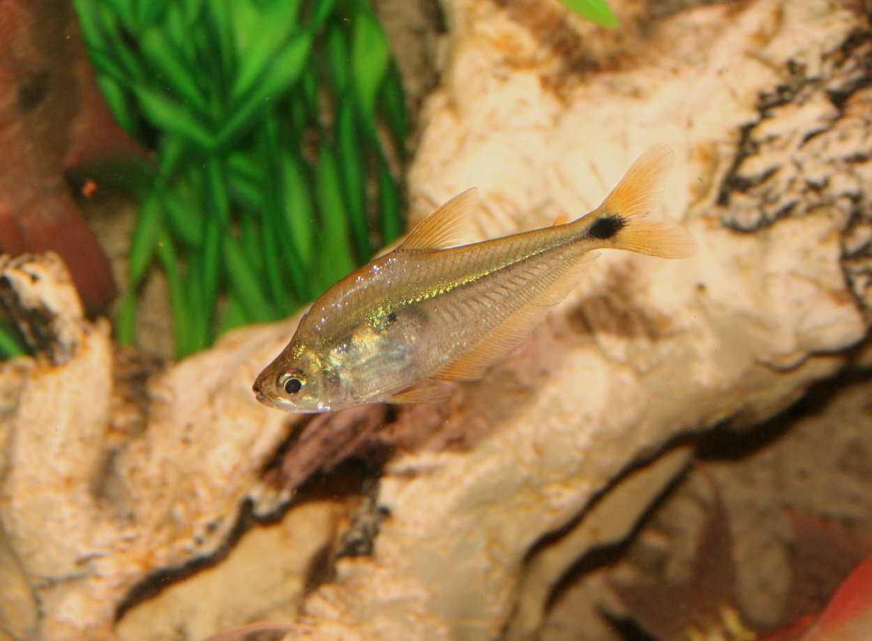 Roeboides affinis