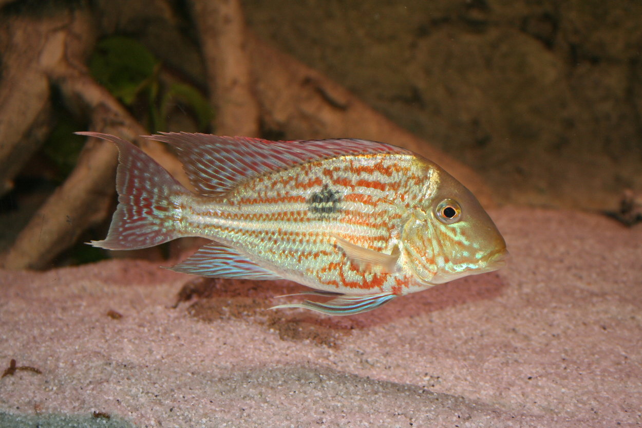 Geophagus sveni