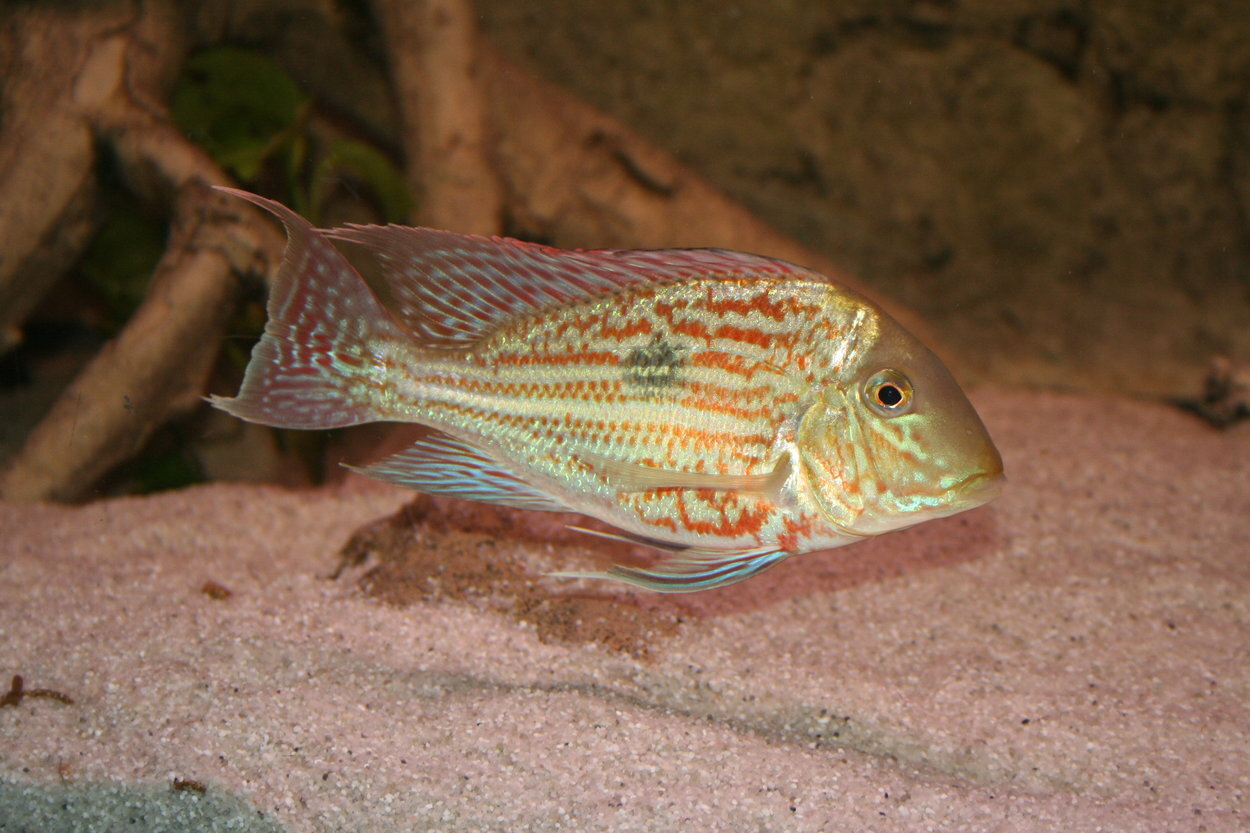 Geophagus sveni