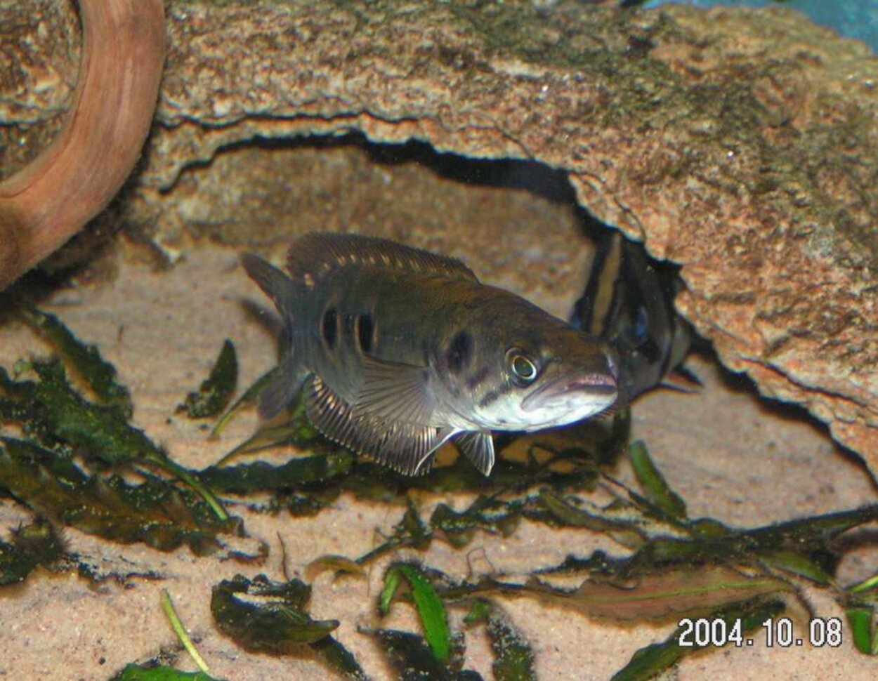 Channa pleurophthalmus