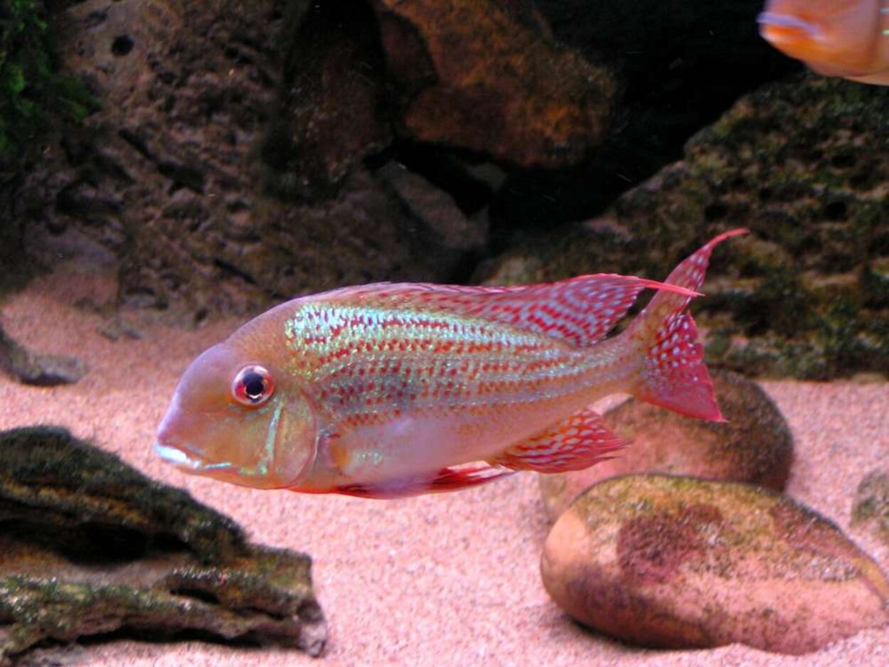 Geophagus altifrons "Manaus"