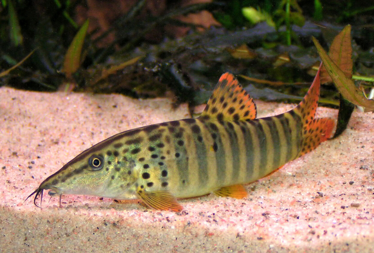 Syncrossus berdmorei