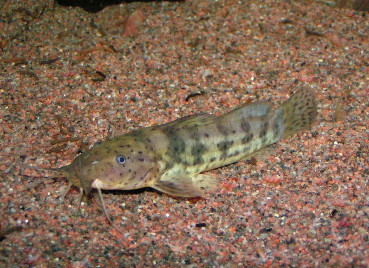 Anaspidoglanis macrostoma