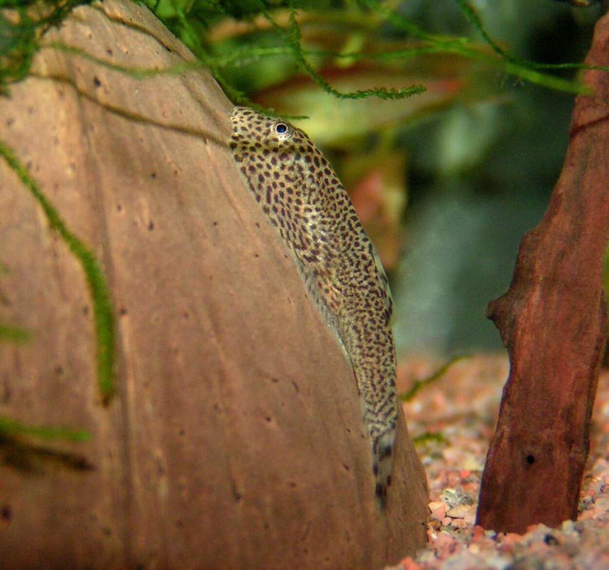 Beaufortia kweichowensis