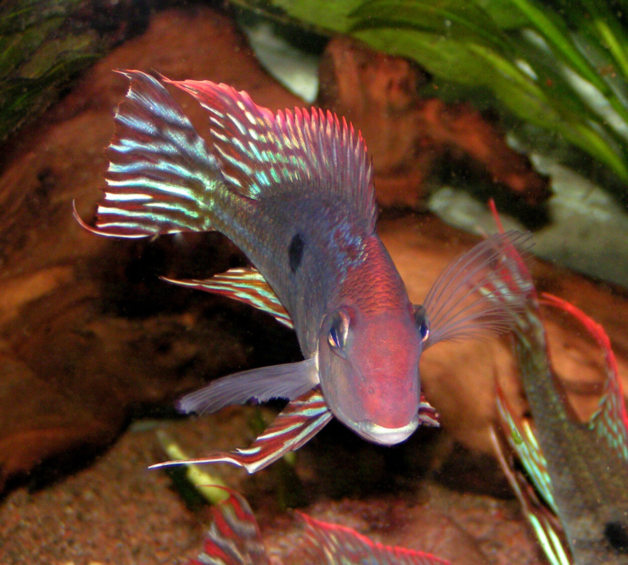 Geophagus sp " Tapajos Orange Head "