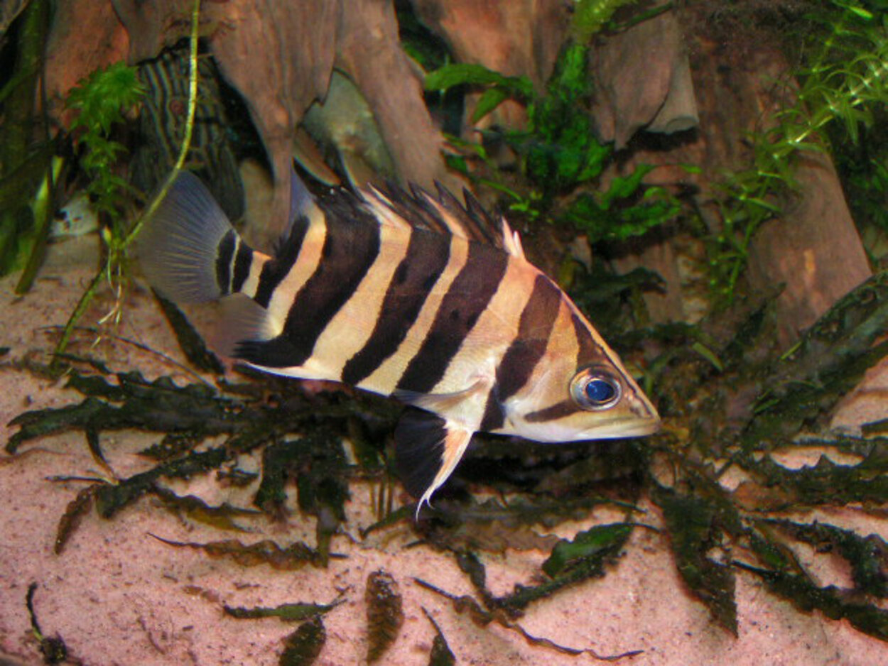 Datnioides microlepis