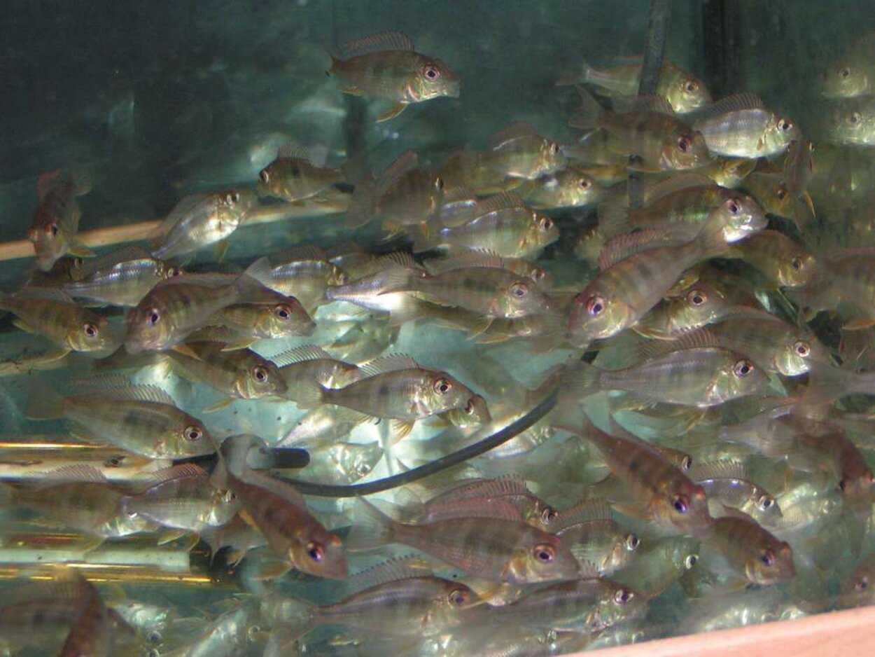 Geophagus sp. "Tapajos Orange Head"yngel