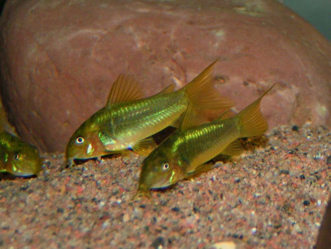 Corydoras sp"Green Stripe"