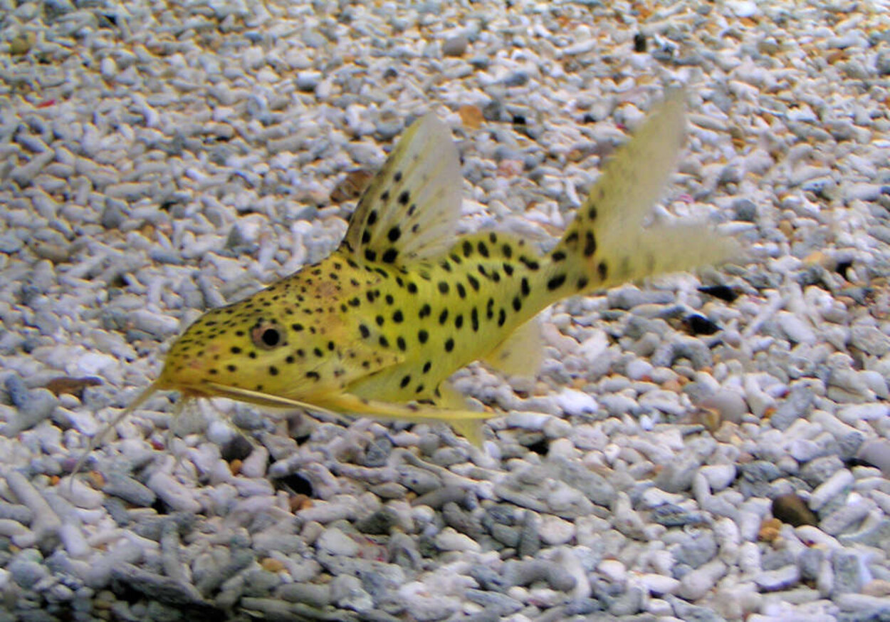 Synodontis sp