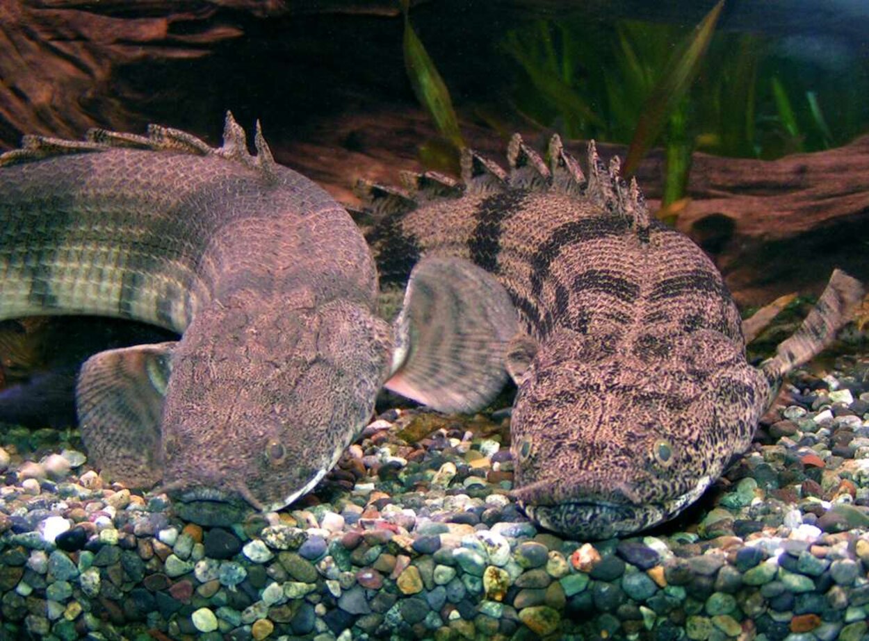 Polypterus endlicheri