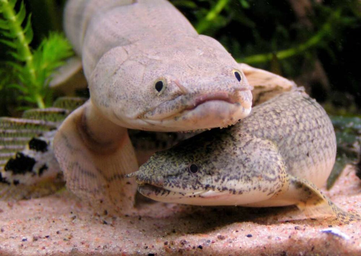 Polypterus endlicheri och Polypterus delhezi