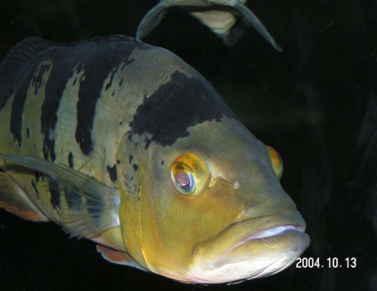 Cichla  ocellaris