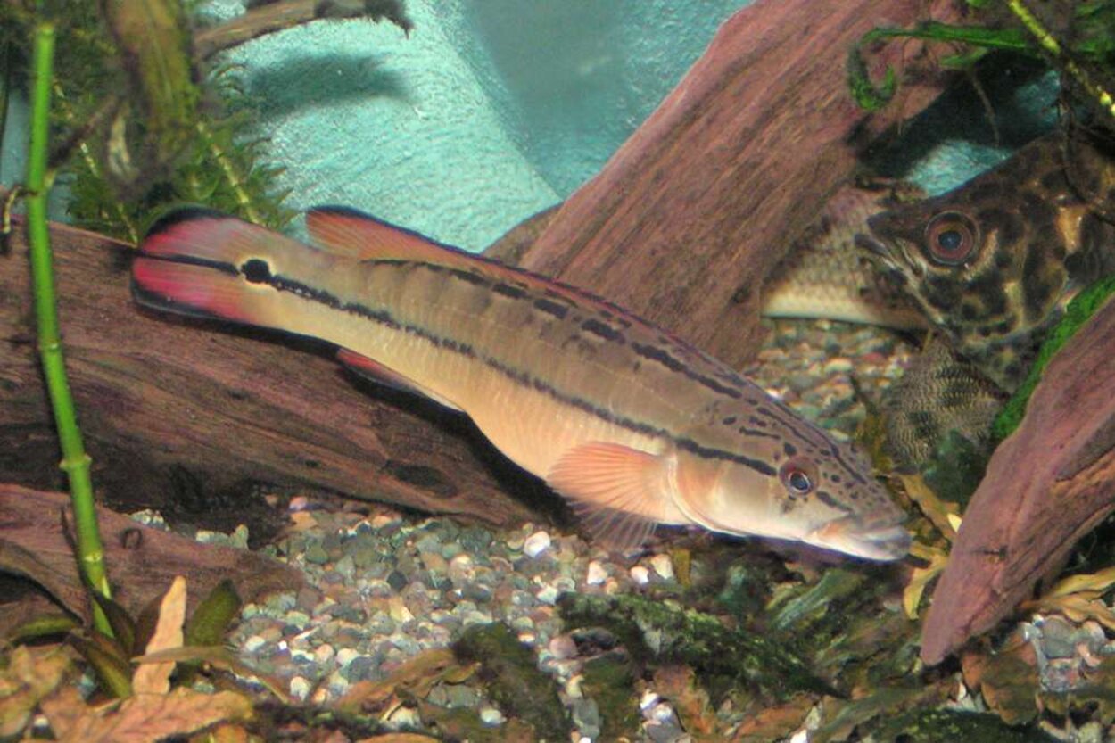 Crenicichla sp. "xingu 1"