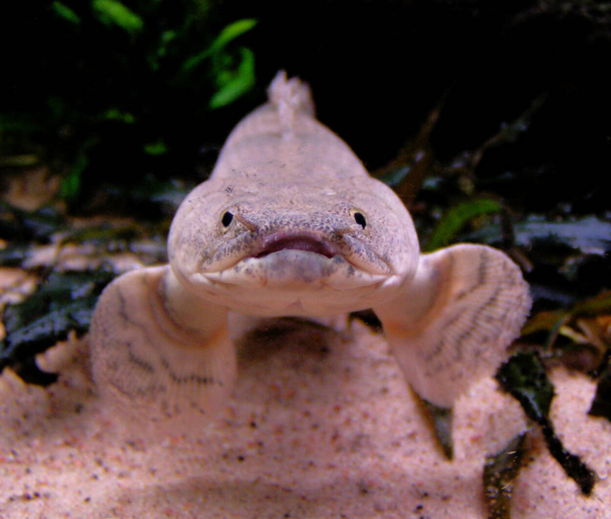 Polypterus endlicheri