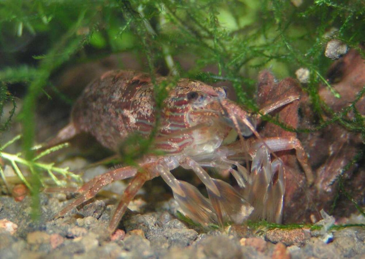 Atyopsis moluccensis ,Filterräka