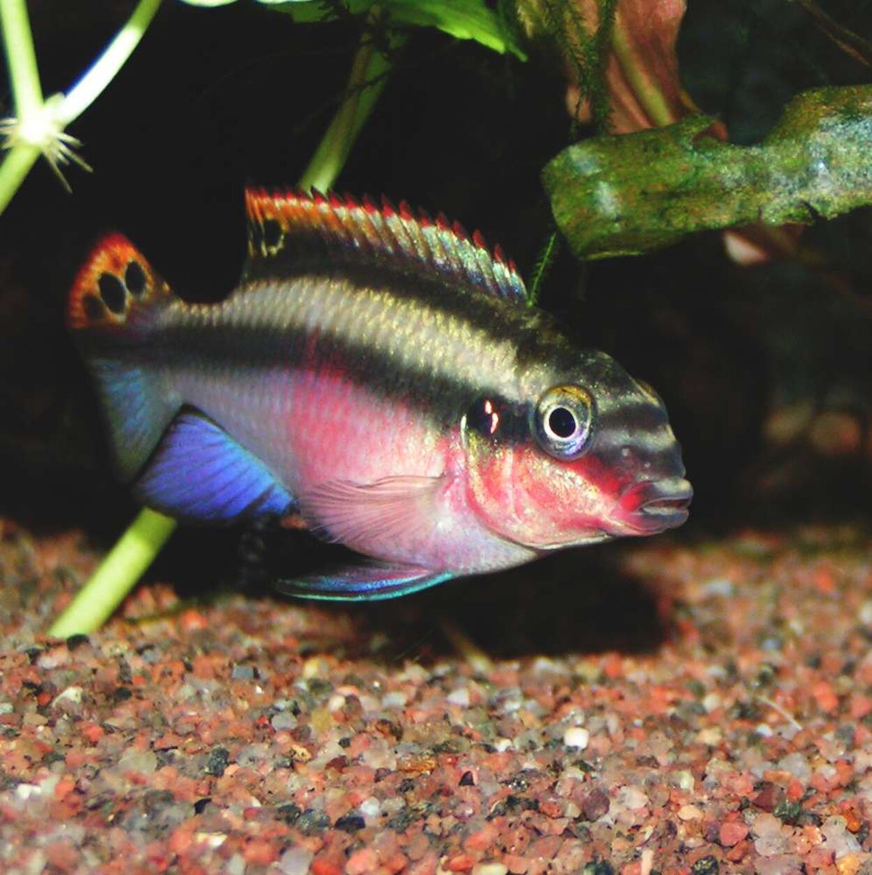 Pelvicachromis pulcher