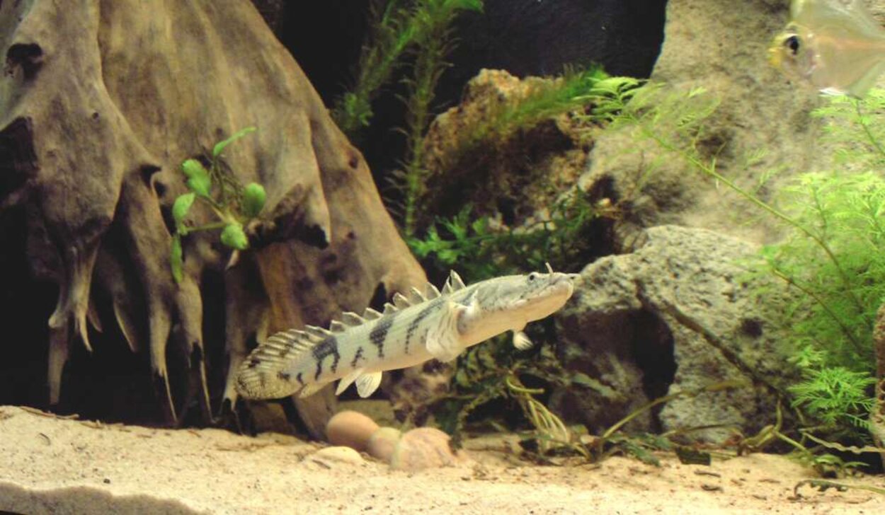 Polypterus endlicheri