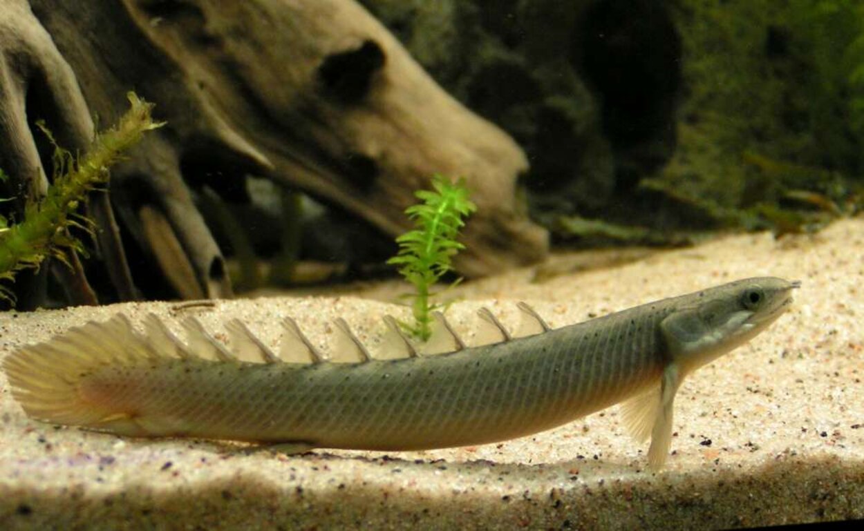 Polypterus senegalus