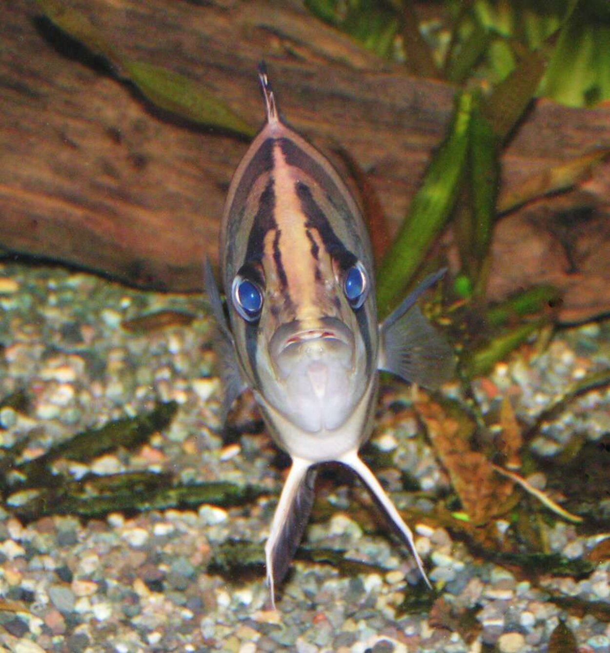 Coius quadrifasciatus