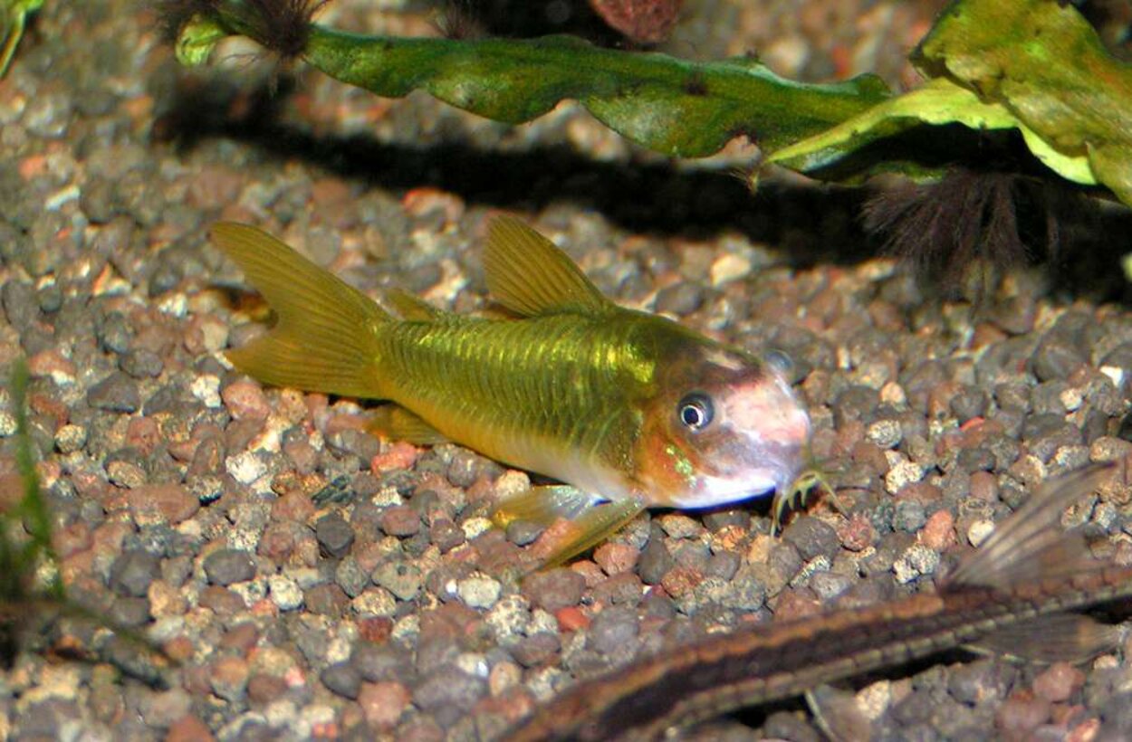 Sjuk Corydoras