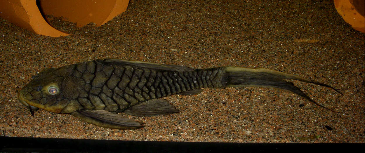 Pseudorinelepis genibarbis