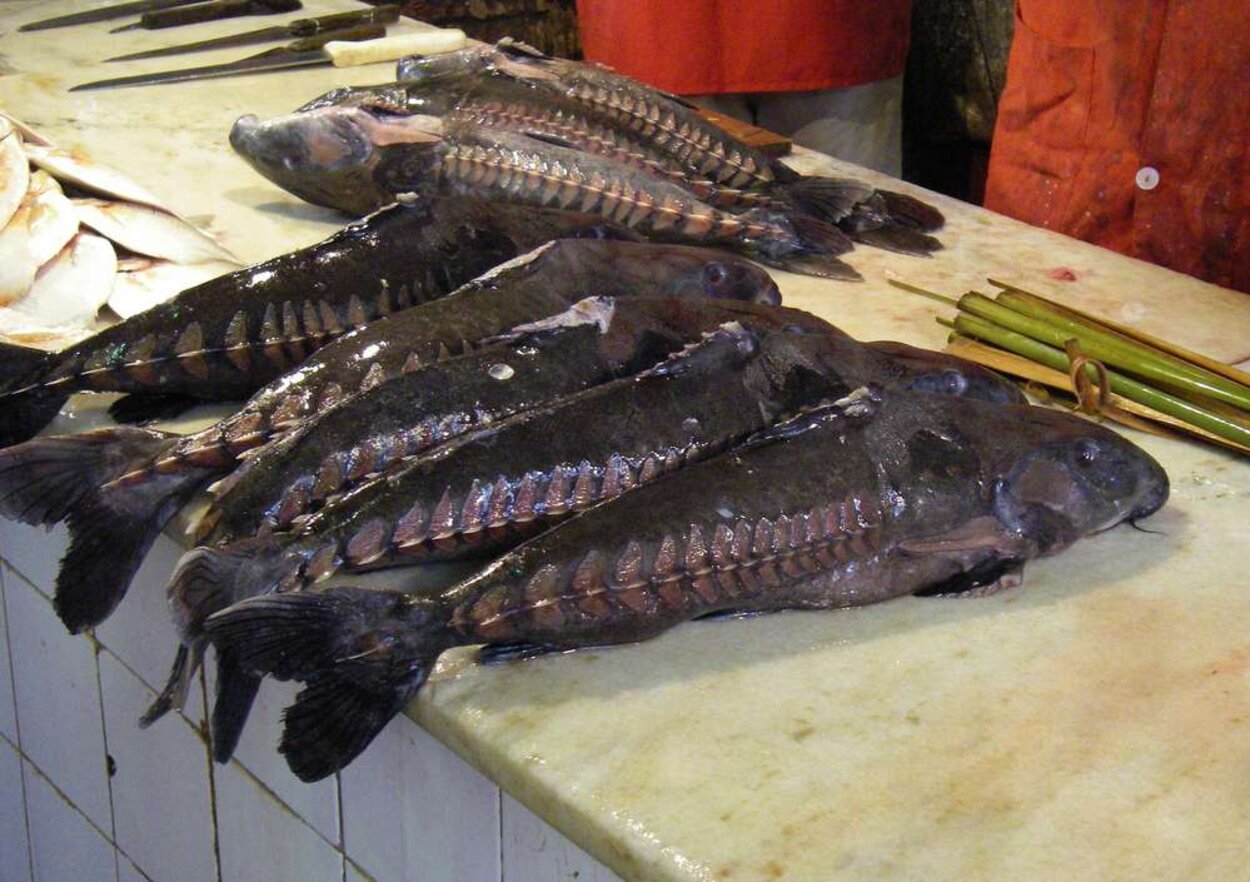 Fiskemarknaden i Manaus