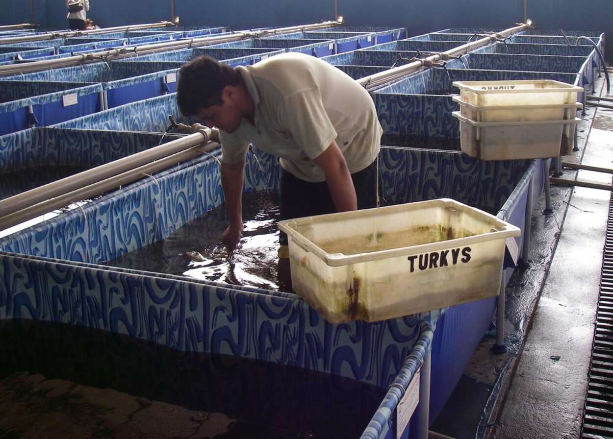 Turkys Aquarium i Manaus