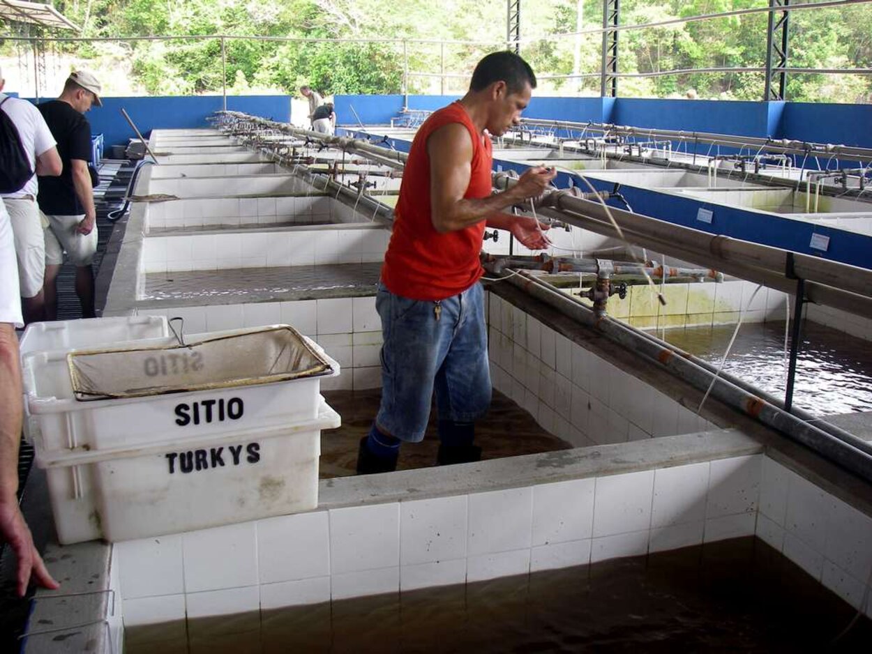 Turkys Aquarium i Manaus