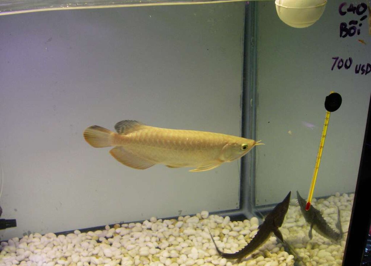 700$ för en arowana