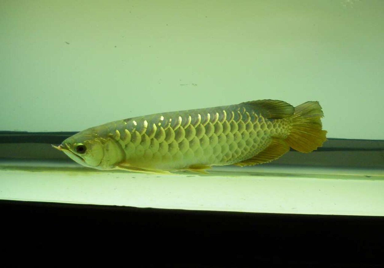 En golden arowana