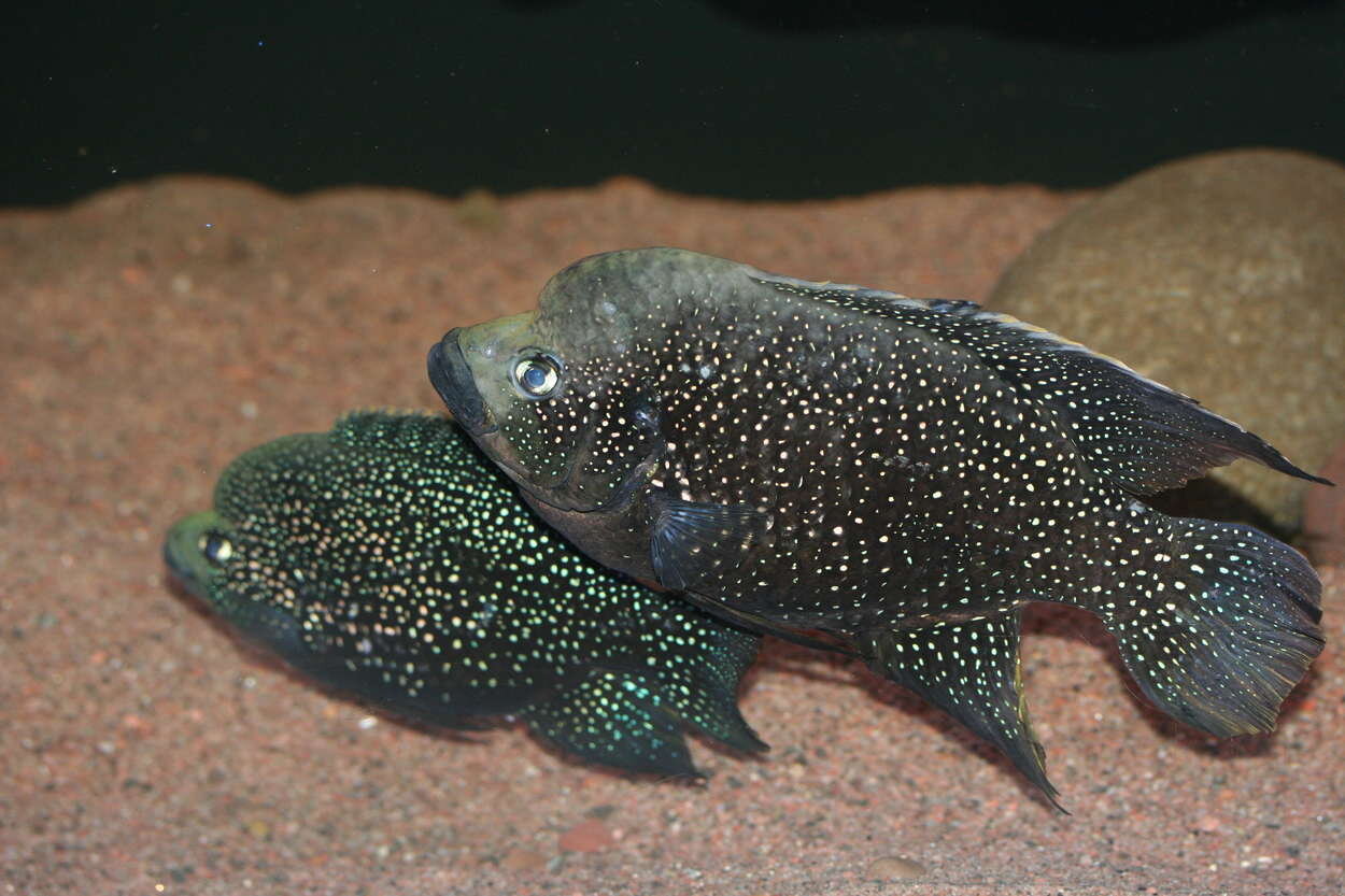 Paratilapia polleni