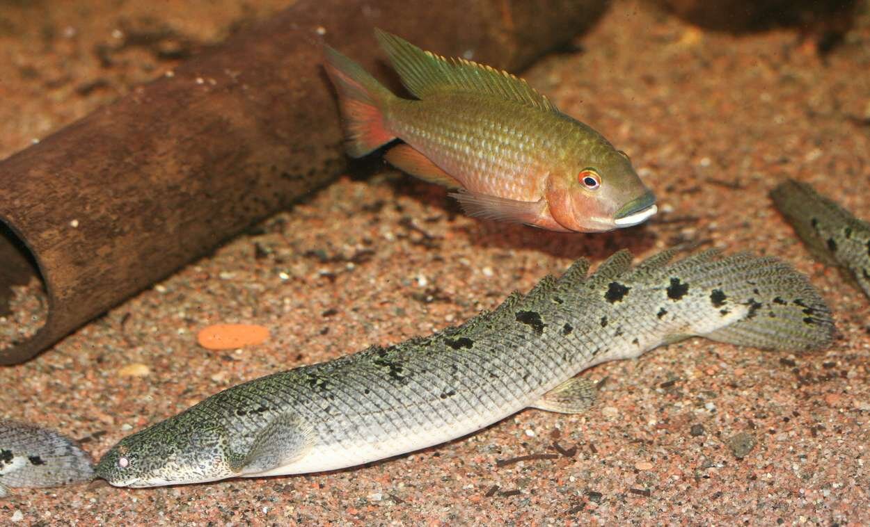 Tilapia snyderae , Polypterus delhzi