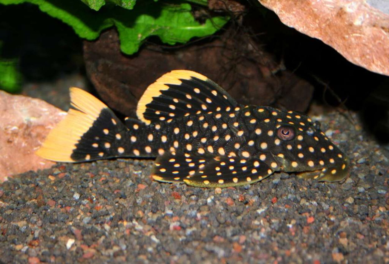 Baryancistrus xanthellus L177 Golden nugget